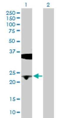 Western Blot: Biliverdin Reductase B/BLVRB Antibody [H00000645-D01P] - Analysis of BLVRB expression in transfected 293T cell line by BLVRB polyclonal antibody.Lane 1: BLVRB transfected lysate(22.10 KDa).Lane 2: Non-transfected lysate.