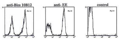 Bim Antibody (10B12) - BSA Free [NBP2-80103] - Data in permeabilized and fixed transfected cells using Bim, mAb (10B12) (Prod. No. NBP2-80103)