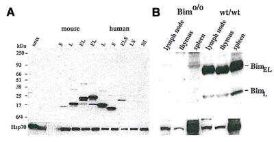 Western Blot: Bim Antibody (10B12) - BSA Free [NBP2-80103] - Using Bim, mAb (10B12) (Prod. No. NBP2-80103)