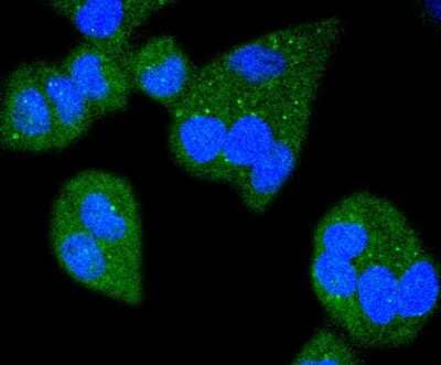 Immunocytochemistry/Immunofluorescence: Bim Antibody (SU0318) [NBP2-67456] - Staining Bim in Hela cells (green). The nuclear counter stain is DAPI (blue). Cells were fixed in paraformaldehyde, permeabilised with 0.25% Triton X100/PBS.