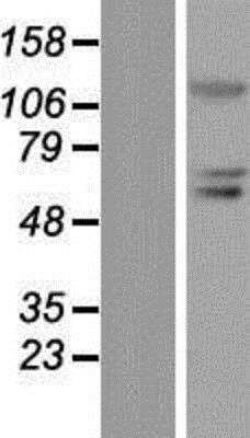 Western Blot: BLIMP1/PRDM1 Overexpression Lysate [NBP2-04799] - Blimp-1 Overexpression Lysate (Native) Left-Empty vector transfected control cell lysate (HEK293 cell lysate); Right -Over-expression Lysate for PRDM1/Blimp1.