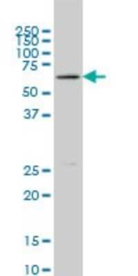 Western Blot: Blk Antibody (7A12) [H00000640-M02] - BLK monoclonal antibody (M02), clone 7A12. Analysis of BLK expression in Raw 264.7.