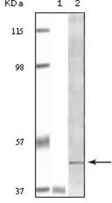 Western Blot: Blk Antibody (9D10B7) [NBP1-47499] - Analysis using BLK mouse mAb against truncated BLK recombinant protein Raji cell lysate.