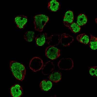 Immunocytochemistry/Immunofluorescence: Blk Antibody [NBP2-68887] - Staining of human cell line REH shows localization to nucleoplasm.