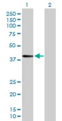 Western Blot: Blood Group Lewis b Antibody [H00002525-D01P] - Analysis of FUT3 expression in transfected 293T cell line by FUT3 polyclonal antibody.Lane 1: FUT3 transfected lysate(42.10 KDa).Lane 2: Non-transfected lysate.