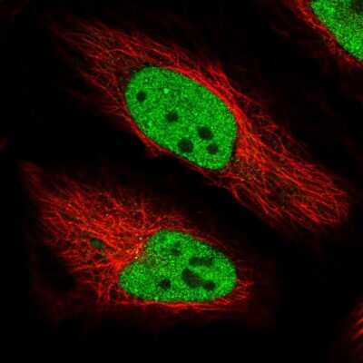 Immunocytochemistry/Immunofluorescence: Bmf Antibody [NBP1-84660] - Staining of human cell line HeLa shows localization to nucleoplasm. Antibody staining is shown in green.