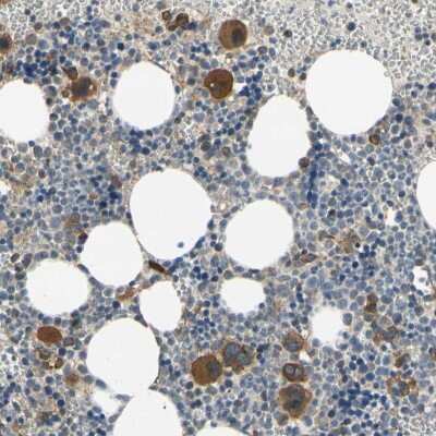 Immunohistochemistry-Paraffin: Bmf Antibody [NBP1-84660] - Staining of human bone marrow shows moderate cytoplasmic positivity in megakaryocytes.