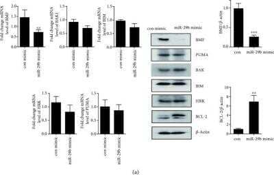 Western Blot: Bmf Antibody - BSA Free [NBP1-76658] - Bmf Antibody [NBP1-76658] - Identification of target for LPS-induced miR-29b in OCs. BMMs were incubated with M-CSF (30 ng/ml) and RANKL (40 ng/ml) for 40 h, washed thoroughly, and incubated further with LPS (50 ng/ml) in the presence of M-CSF (30 ng/ml) for 48 h. Cells were transfected with 30 nM of miR-29b mimic or con mimic in the presence of M-CSF (30 ng/ml) for 6 h. Total RNA was analyzed by qPCR to quantify the expression of BMF, PUMA, BAK1, BIM, and HRK. Expression levels with con mimic treatment were set at 1. Cell lysates were subjected to Western blot analysis with antibodies against BMF, PUMA, BAK1, BIM, HRK, and BCL-2. Antibodies against beta-actin were used for normalization. Image collected and cropped by CiteAb from the following publication (//www.hindawi.com/journals/omcl/2019/6018180/) licensed under a CC-BY license.