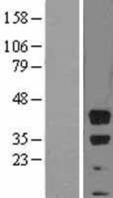 Western Blot BMI-1 Overexpression Lysate