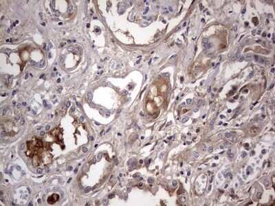 Immunohistochemistry: Boll Antibody (OTI2D11) - Azide and BSA Free [NBP2-72180] - Analysis of Human Kidney tissue. (Heat-induced epitope retrieval by 1 mM EDTA in 10mM Tris, pH8.5, 120C for 3min)