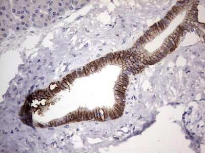 Immunohistochemistry: Boll Antibody (OTI2D11) - Azide and BSA Free [NBP2-72180] - Analysis of Human pancreas tissue. (Heat-induced epitope retrieval by 1 mM EDTA in 10mM Tris, pH8.5, 120C for 3min)