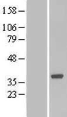 Western Blot Boll Overexpression Lysate