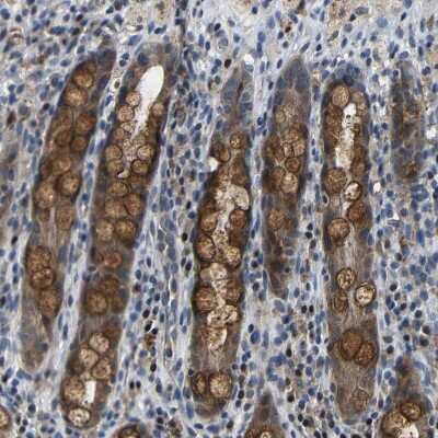 Immunohistochemistry-Paraffin: Bombesin Receptor Activated Protein Antibody [NBP1-93921] - Staining of human rectum shows moderate granular cytoplasmic positivity in goblet cells.
