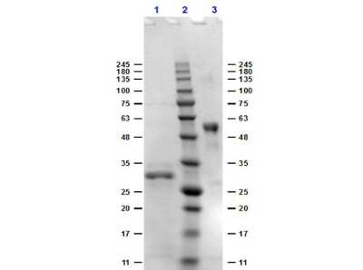 SDS-Page: Bovine IgG Fc Isotype Control [NBP1-97044] - SDS-PAGE for Bovine IgG Fc isotype control.Lane 1: 1ug Reduced Bovine Fc.Lane 2: MW ladder Opal pre-stained.Lane 3: 1ug Non-Reduced Bovine Fc.Coomassie Blue Stained.