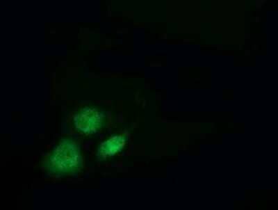 Immunocytochemistry/Immunofluorescence: Breast cancer suppressor candidate 1 Antibody (OTI3D6) - Azide and BSA Free [NBP2-71158] - Staining of COS7 cells transiently transfected by pCMV6-ENTRY Breast cancer suppressor candidate 1.