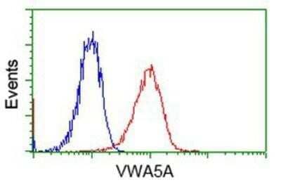 Flow Cytometry: Breast cancer suppressor candidate 1 Antibody (OTI3D6) [NBP2-02898] - Analysis of Jurkat cells, using anti-Breast cancer suppressor candidate 1 antibody, (Red), compared to a nonspecific negative control antibody (Blue).