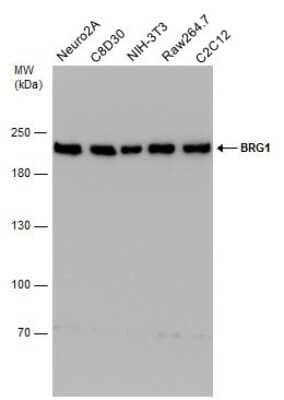 Western Blot: Brg1 Antibody (GT2712) [NBP3-13537] - Various whole cell extracts (30 ug) were separated by 5% SDS-PAGE, and the membrane was blotted with Brg1 antibody [GT2712] (NBP3-13537) diluted at 1:1000.