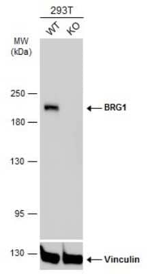 Western Blot: Brg1 Antibody (GT2712) [NBP3-13537] - Wild-type (WT) and Brg1 knockout (KO) 293T cell extracts (30 ug) were separated by 5% SDS-PAGE, and the membrane was blotted with Brg1 antibody [GT2712] (NBP3-13537) diluted at 1:1000. The HRP-conjugated anti-mouse IgG antibody (NBP2-19382) was used to detect the primary antibody, and the signal was developed with Trident ECL plus-Enhanced.