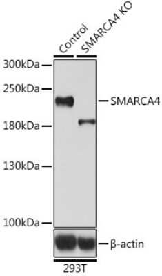 <b>Genetic Strategies Validation. </b>Knockout Validated: Brg1 Antibody [NBP2-92957] - Analysis of extracts from normal (control) and SMARCA4 knockout (KO) 293T cells, using Brg1 antibody at 1:500 dilution. Secondary antibody: HRP Goat Anti-Rabbit IgG (H+L) at 1:10000 dilution. Lysates/proteins: 25ug per lane. Blocking buffer: 3% nonfat dry milk in TBST. Detection:Basic ECL Kit