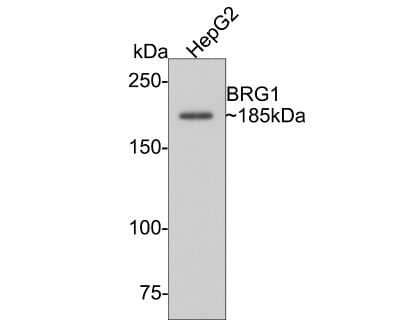 Western Blot: Brg1 Antibody (SN20-03) [NBP2-67720] - Analysis of BRG1 on HepG2 cell lysates. Proteins were transferred to a PVDF membrane and blocked with 5% BSA in PBS for 1 hour at room temperature. The primary antibody (1/500) was used in 5% BSA at room temperature for 2 hours. Goat Anti-Rabbit IgG - HRP Secondary Antibody at 1:5,000 dilution was used for 1 hour at room temperature.