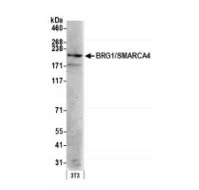 Western Blot: Brg1 Antibody [NB100-2594] - Whole cell lysate (15 ug) from NIH 3T3 cells prepared using NETN lysis buffer. Antibody: Affinity purified rabbit anti-BRG1/SMARCA4 antibody used for WB at 0.1 ug/ml. Detection: Chemiluminescence with an exposure time of 3 minutes.