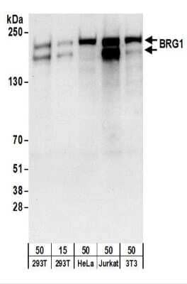 Western Blot: Brg1 Antibody [NBP2-22234] - Whole cell lysate from 293T (15 and 50 ug), HeLa (50 ug), Jurkat (50 ug),  and mouse NIH3T3 (50 ug) cells.   Antibody used for WB at 0.4 ug/ml.    Detection: Chemiluminescence with an exposure time of 10 seconds.