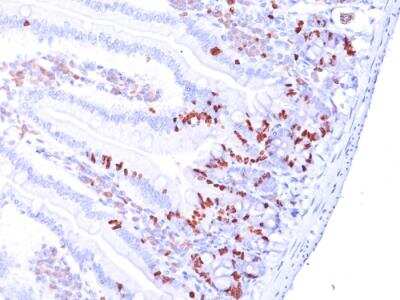 Immunohistochemistry-Paraffin: Bromodeoxyuridine/BrdU Antibody (85-2C8) - Azide and BSA Free [NBP2-92988] - Formalin-fixed, paraffin-embedded Mouse Small Intestine stained with Bromodeoxyuridine/BrdU Monoclonal Antibody (85-2C8).