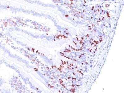 Immunohistochemistry-Paraffin: Bromodeoxyuridine/BrdU Antibody (85-2C8) - IHC-Prediluted [NBP2-48423] - Mouse Small Intestine stained with BrdU Monoclonal Antibody (85-2C8).