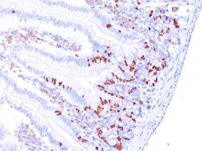 Immunohistochemistry-Paraffin: Bromodeoxyuridine/BrdU Antibody (BRD.3) - Azide and BSA Free [NBP2-92989] - Formalin-fixed, paraffin-embedded Mouse Small Intestine stained with Bromodeoxyuridine/BrdU Mouse Monoclonal Antibody (BRD.3).