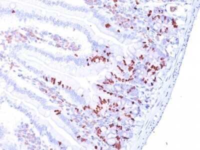 Immunohistochemistry-Paraffin: Bromodeoxyuridine/BrdU Antibody (BRD.3) - IHC-Prediluted [NBP2-48422] - Mouse Small Intestine stained with BrdU Monoclonal Antibody (BRD.3).