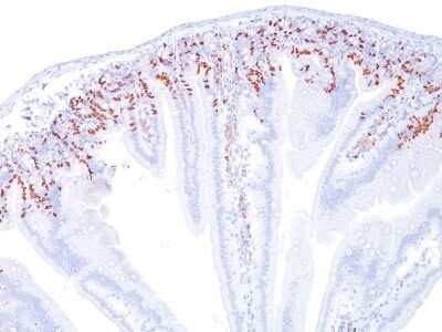 Immunohistochemistry-Paraffin: Bromodeoxyuridine/BrdU Antibody (BRD469) - Azide and BSA Free [NBP2-34565] - Formalin-fixed, paraffin-embedded mouse intestine tissue stained with BrdU MAb (BRD469).