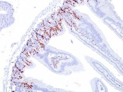 Immunohistochemistry-Paraffin: Bromodeoxyuridine/BrdU Antibody (BU20a) - Azide and BSA Free [NBP2-34567] - Formalin-fixed, paraffin-embedded Mouse Small Intestine stained with BrdU Monoclonal Antibody (BU20a).