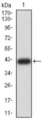 Western Blot: Bub1 Antibody (1A11C7) [NBP2-61719] - Analysis using BUB1 mAb against human BUB1 (AA: 1-130) recombinant protein. (Expected MW is 41.3 kDa)