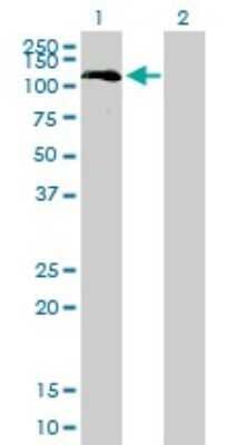 Western Blot: Bub1 Antibody (4C3-4C9) [H00000699-M01] - Analysis of BUB1 expression in transfected 293T cell line by BUB1 monoclonal antibody (M01), clone 4C3-4C9.Lane 1: BUB1 transfected lysate(122.4 KDa).Lane 2: Non-transfected lysate.