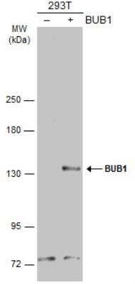 Western Blot: Bub1 Antibody [NBP1-31584] - Non-transfected (-) and transfected (+) 293T whole cell extracts (30 ug) were separated by 5% SDS-PAGE, and the membrane was blotted with BUB1 antibody diluted at 1:5000. The HRP-conjugated anti-rabbit IgG antibody (NBP2-19301) was used to detect the primary antibody.