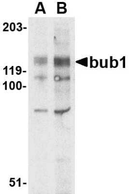 Western Blot: Bub1 Antibody [NBP1-76797] - A-20 lysate with bub1 antibody at (A) 2 and (B) 4 ug/ml.