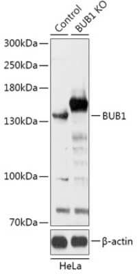 Western Blot: Bub1 Antibody [NBP3-03432] - Analysis of extracts from normal (control) and BUB1 knockout (KO) HeLa cells, using Bub1 antibody at 1:1000 dilution. Secondary antibody: HRP Goat Anti-Rabbit IgG (H+L) at 1:10000 dilution. Lysates/proteins: 25ug per lane. Blocking buffer: 3% nonfat dry milk in TBST.