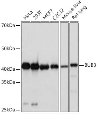 Western Blot: Bub3 Antibody (10G1S6) [NBP3-16709] - Western blot analysis of extracts of various cell lines, using Bub3 Rabbit mAb (NBP3-16709) at 1:1000 dilution. Secondary antibody: HRP Goat Anti-Rabbit IgG (H+L) at 1:10000 dilution. Lysates/proteins: 25ug per lane. Blocking buffer: 3% nonfat dry milk in TBST. Detection: ECL Basic Kit. Exposure time: 90s.