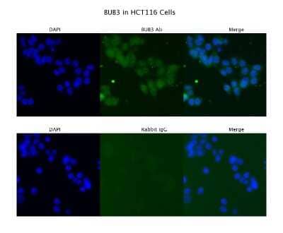 Immunocytochemistry/Immunofluorescence: Bub3 Antibody [NBP1-58206] - HCT116  Primary Antibody Dilution: 4 ug/ml  Secondary Antibody : Anti-rabbit Alexa 546  Secondary Antibody Dilution: 2 ug/ml