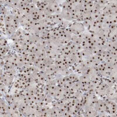 Immunohistochemistry-Paraffin: Bub3 Antibody [NBP1-88517] - Staining of human pancreas shows strong nuclear positivity in exocrine glandular cells.