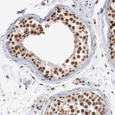 Immunohistochemistry-Paraffin: Bub3 Antibody [NBP1-88517] - Staining of human testis shows strong nuclear positivity in cells in seminiferous ducts.