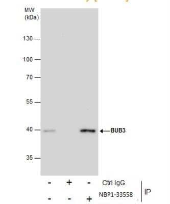 Immunoprecipitation: Bub3 Antibody [NBP1-33558] - Immunoprecipitation of BUB3 protein from 293T whole cell extracts using 5 ug of BUB3 antibody [N1C1]. Western blot analysis was performed using BUB3 antibody [N1C1]. EasyBlot anti-Rabbit IgG was used as a secondary reagent.