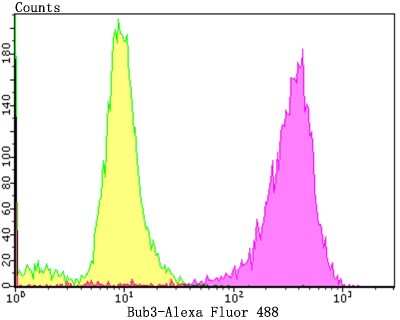 Flow Cytometry: Bub3 Antibody (JG38-81) [NBP2-75424] - Analysis of PC-3M cells with Bub3 antibody at 1/100 dilution (purple) compared with an unlabelled control (cells without incubation with primary antibody; yellow).  Alexa Fluor 488-conjugated goat anti-rabbit IgG was used as the secondary antibody.