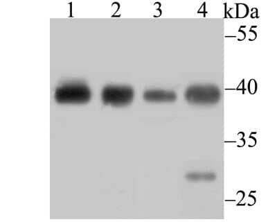 Western Blot: Bub3 Antibody (JG38-81) [NBP2-75424] - Analysis of Bub3 on different lysates using anti-Bub3 antibody at 1/500 dilution.Positive control:Lane 1: A549        Lane 2: HL-60Lane 3: A431        Lane 4: Rat colon