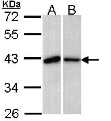 Western Blot: Bub3 Antibody [NBP1-33558] - Sample (30 ug of whole cell lysate) A: 293T B: H1299 10% SDS PAGE; antibody diluted at 1:1000.