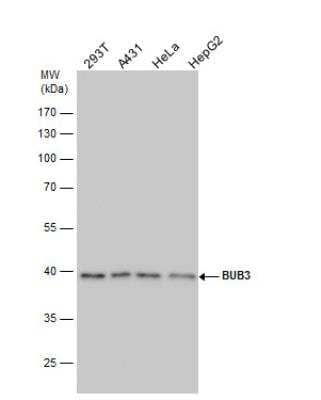 Western Blot: Bub3 Antibody [NBP1-33558] - Various whole cell extracts (30 ug) were separated by 10% SDS-PAGE, and the membrane was blotted with BUB3 antibody diluted by 1:1000.