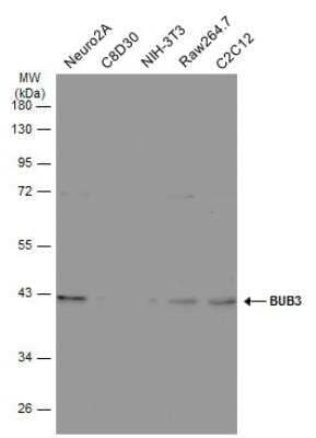 Western Blot: Bub3 Antibody [NBP1-33558] - Various whole cell extracts (30 ug) were separated by 10% SDS-PAGE, and the membrane was blotted with Bub3 antibody diluted at 1:500. HRP-conjugated anti-rabbit IgG antibody was used to detect the primary antibody.