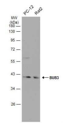 Western Blot: Bub3 Antibody [NBP1-33558] - Various whole cell extracts (30 ug) were separated by 10% SDS-PAGE, and the membrane was blotted with Bub3 antibody diluted at 1:500. HRP-conjugated anti-rabbit IgG antibody was used to detect the primary antibody.