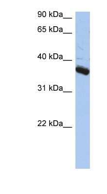 Western Blot: Bub3 Antibody [NBP1-58206] - Titration: 0.2-1 ug/ml, Positive Control: PANC1 cell lysate.