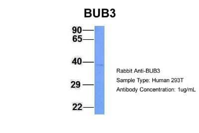 Western Blot: Bub3 Antibody [NBP1-58206] - Analysis of 293T cell lysate. Antibody Dilution: 1.0 ug/ml BUB3 is strongly supported by BioGPS gene expression data to be expressed in Human HEK293T cells.